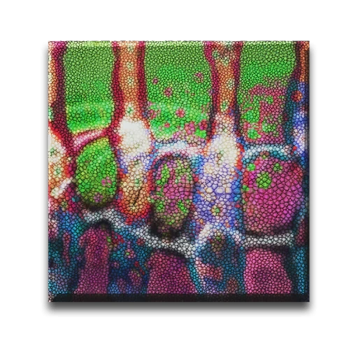 变色龙